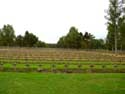 German Military Cemetery LOMMEL picture: 