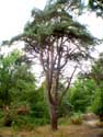 Pinus Sylvestris close to High Mouw KASTERLEE picture: 