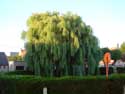 Weeping willow LO-RENINGE picture: 