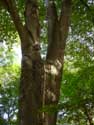 Provinciaal domein Puyenbroek (Puienbroek) WACHTEBEKE foto: En metalen stang voorkomt dat deze boom in 2 scheurt.