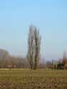 Two Old Poplars WANNEGEM-LEDE / KRUISHOUTEM picture: 