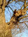 The Oak (in Melden) OUDENAARDE picture: 