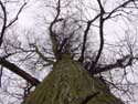 Tree PULDERBOS / ZANDHOVEN picture: 
