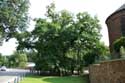Liernu's Big oak-tree EGHEZEE picture: 