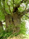 Lime Tree of the Motte (in Bodegne) VERLAINE picture: 