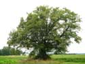 Lime Tree of the Motte (in Bodegne) VERLAINE picture: 