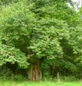 Chesnut trees AMAY picture: 