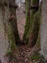 Tree the 7 Brothers Olloy-sur-Viroin / VIROINVAL picture: 
