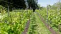 Saint Peter's abbey's wineyard GHENT picture: 