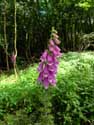 Fleurs Foxglove Gochene / DOISCHE photo: 