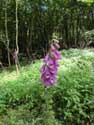 Foxglove flowers Gochene / DOISCHE picture: 