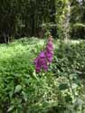 Foxglove flowers Gochene / DOISCHE picture: 