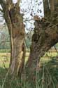 Split Pollard Willow in Bourgoyen - Ossemeersen GHENT picture: 