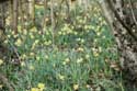 Forest full of Daffodil VODELE / DOISCHE picture: 