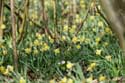 Forest full of Daffodil VODELE / DOISCHE picture: 